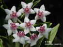 Leptadenia pyrotechnica